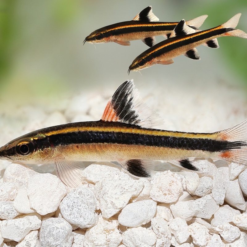 Flying Fox - Aqualvera – Aquarium Fish, Plants & Equipment | Black ...